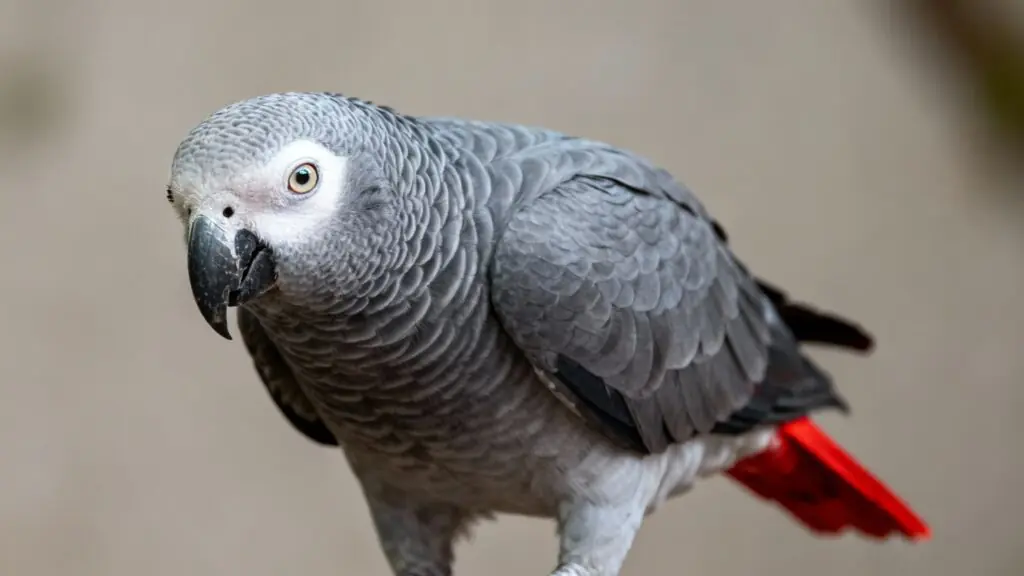 «Sois sage. Je t&rsquo;aime» : l&rsquo;histoire d&rsquo;Alex, le perroquet qui a redéfini l&rsquo;intelligence animale