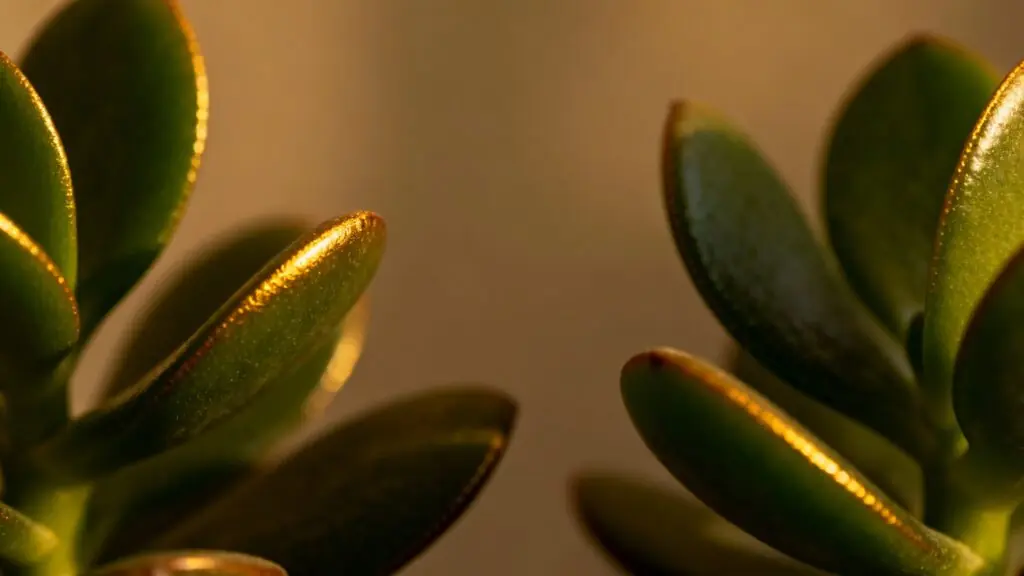 L&rsquo;Arbre de Jade : l’emplacement idéal pour attirer richesse et harmonie dans votre foyer selon le Feng Shui