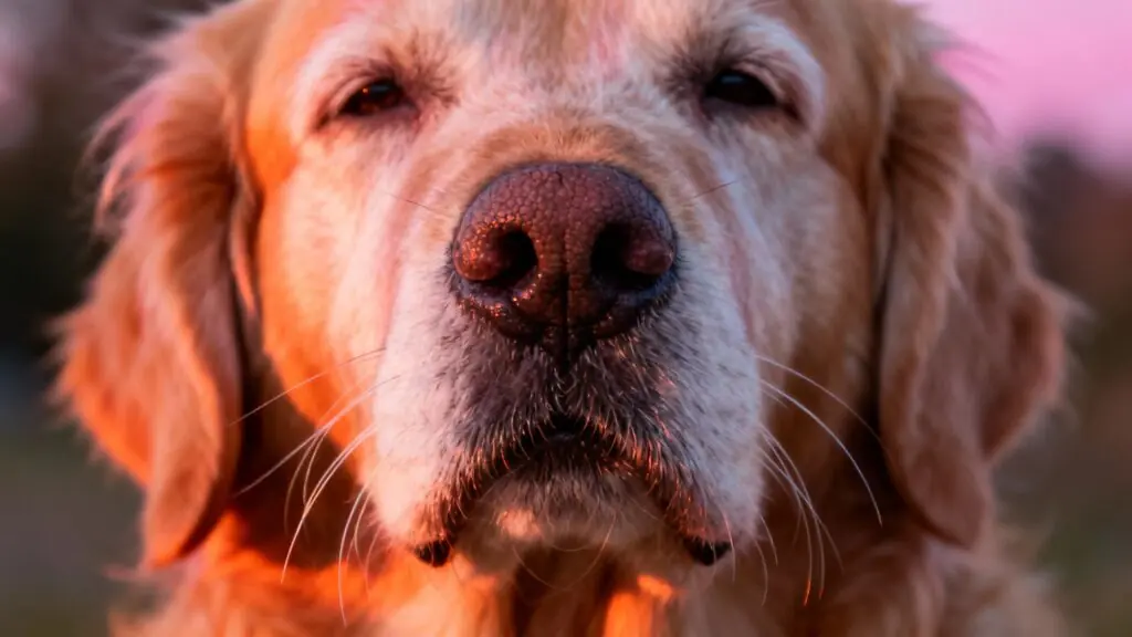 Le mystère du flair : pourquoi votre chien se méfie de certaines personnes (et ce n&rsquo;est pas un hasard)